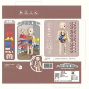 Scientific Human Body